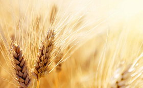 بی نیازی کشور از واردات گندم برای چهارمین سال پیاپی