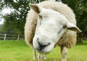 گوسفندهای رومانی به ایران آمدند