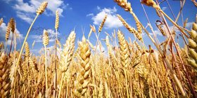 امضای یادداشت تفاهم سه جانبه ایران، روسیه و قزاقستان برای تجارت گندم/ زیرساخت های صنعت آرد کشور دو برابر نیاز داخلی است
