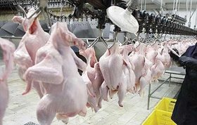 کاهش ۱۹.۵ درصدی قیمت مرغ در یک‌ ماه