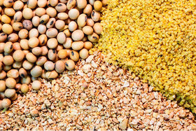 رونق تولید بذر با کیفیت دانه‌های روغنی