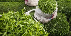 صادرات چای سریلانکا به ایران کاهش یافت