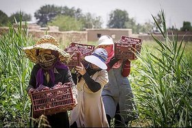 فعالیت 64 صندوق اعتبارات خرد زنان روستایی و عشایری در استان بوشهر