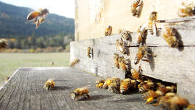 تولید عسل در قزوین ۱۷ درصد رشد یافت