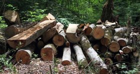 تأمین نیازهای چوبی با بهره‌برداری از درختان افتاده جنگل‌ها