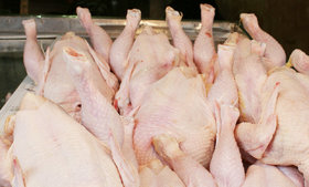 آزاد شدن خروج گوشت مرغ از لرستان به استان‌های همجوار