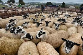 پروژه مدیریت تلفیقی پرورش گوسفند و تولید علوفه در تعاونی‌های تولید و شرکت‌های سهامی زراعی کشور کلید خورد