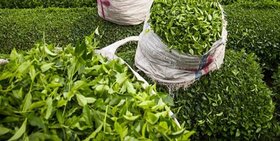 امیدواری هندی‌ها به گرفتن سهم چای سیلان در ایران