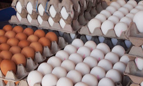 چرا تخم مرغ گران شده است؟