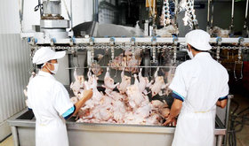 کاهش عرضه گوشت انواع طیور در تابستان ۱۴۰۰