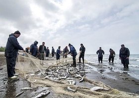 صید ماهیان استخوانی در مازندران ۵ درصد رشد یافت