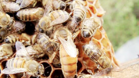 رونق اشتغال با پرورش زنبور عسل در ماه‌نشان