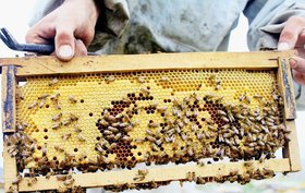 توزیع بیش از ۱۷۰۰تن شکر بین زنبور داران خراسان رضوی
