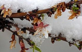 هشدار مدیریت بحران به کشاورزان استان تهران در پی تداوم سرما