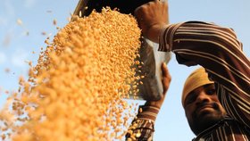 عملیات طرح خرید توافقی سویا کشاورزان استان از مرز ۱۵۰۰ تن فراتر رفت