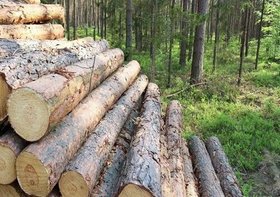 کاشت ۲۲۰ هزار هکتار عرصه زراعت چوب در کشور
