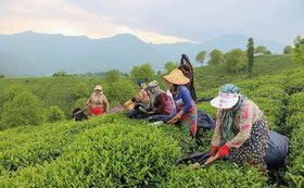 افزایش ۳۲ درصدی صادرات چای