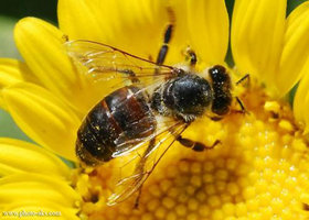 صدور شناسنامه الکترونیکی تمام زنبورداری‌ها در آینده نزدیک
