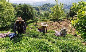 افزایش ۴ درصدی خرید تضمینی برگ سبز چای از چایکاران گیلان