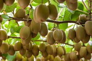 رفع ممنوعیت صادرات کیوی