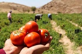 گوجه فرنگی استان بوشهر روانه میدان های تهران می شود