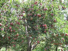 خرید تضمینی ۱۵۰۰ تن سیب در آذربایجان شرقی