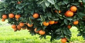 برداشت هزار تن میوه پرتقال و نارنگی از باغات کهگیلویه و بویراحمد