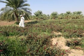 درآمد ۱۵۰ میلیونی کشاورزان از کشت چای ترش در خوسف