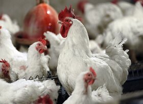 تولید سه هزار تن گوشت مرغ در کشتارگاه‌های سیستان