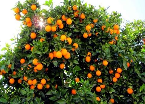 مرکبات پرتقال
