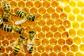 طرح سرشماری زنبور عسل در اصفهان انجام شد