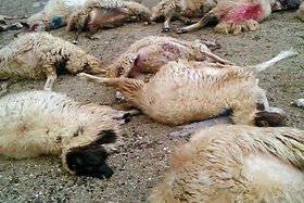 تلف شدن ۱۵۰ رأس گوسفند در حمله یک گله گرگ در خراسان شمالی