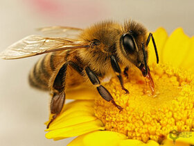 باغداران با وجود پرداخت هزینه از زنبورداران استقبال نمی کنند