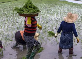 دلایل افزایش قیمت برنج در بازار عمده‌فروشی مازندران