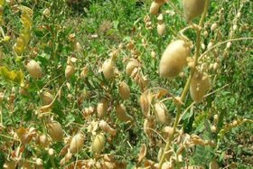 کاهش ۳۰ درصدی کشت حبوبات در گلستان