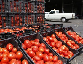 تغییر عوارض صادرات گوجه فرنگی