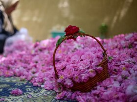 دهمین جشنواره گل محمدی در شهرستان اسکو برگزار می شود