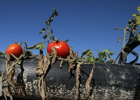 خسارت تگرگ به مزارع گوجه‌فرنگی دشتی و دشتستان