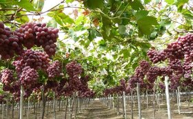 راه اندازی مراکز خرید انگور در خراسان شمالی