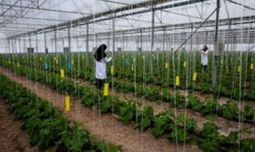 گلخانه های هوشمند در زنجان برای نخستین بار در کشور راه اندازی می شود