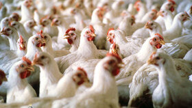 وزیر دادگستری: مرغ کیلویی ۲۰ هزار تومان تصویب شد