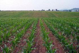 رشد 300 درصدی تولید محصولات کشاورزی با اجرای طرح رهبری در دشت آزادگان
