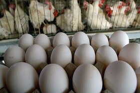 افزایش اندک قیمت تخم‌مرغ/ مرغداران رنگ‌دانه را حذف کردند