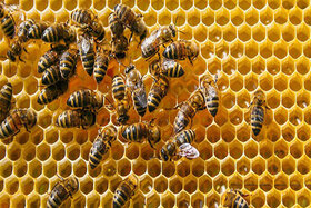 درخواست برای رفع یکی از مشکلات زنبورداران کشور