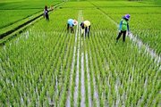 ۳۵ هزار هکتار از کشت برنج در گلستان غیر مجاز است