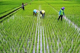کشاورزان برنج را با قیمت بالا نمی‌فروشند
