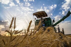 پیش بینی خرید تضمینی ۵۰۰ هزار تن گندم در کرمانشاه