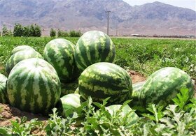 مصرف کمتر آب در تولید هندوانه نسبت به سایر محصولات کشاورزی