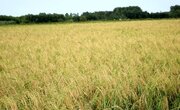 دلایل رایج شدن دوباره کشت برنج در برخی استان‌ها
