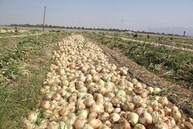 خرید و عرضه پیاز برای تنظیم بازار با توجه به مصوبات قرارگاه امنیت غذایی وزارت جهاد کشاورزی